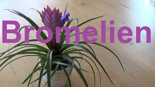 Bromelien Tillandsien pflege gießen Standort düngen vermehren Bromelia Tillandsia [upl. by Idmann40]