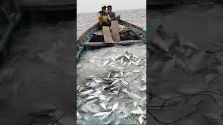 Bhangra fishing mangrol shortvideo fishing subscribe shorts [upl. by Alwin866]