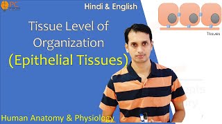 Tissue Level of Organization Part 1 Epithelial Tissue  Human Anatomy and Physiology [upl. by Rosalie]