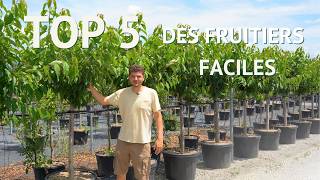 TOP 5 Des fruitiers faciles avec récolte assurée [upl. by Carder]