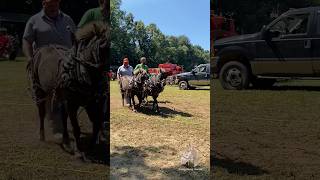 Here we go ponies horse belgian pulls ponies [upl. by Claudina567]