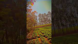 New video agriculture nature farmrlief agriculturefarming farmer forstwirtschaft farming [upl. by Zippel]