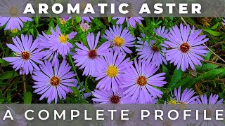 Aromatic Aster  A Complete Profile [upl. by Elmer]