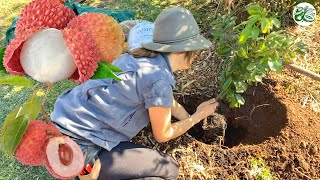 Lychee Tree  Planting for Success Lots of Fruit [upl. by Haneehs]