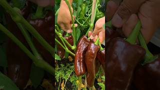 The longest sweetest peppers we’ve ever grown in the backyard garden [upl. by Dunstan]