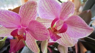 How to make your orchids bloom constantly [upl. by Seys]