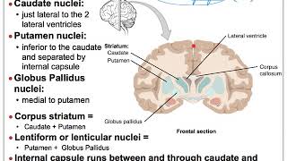 13E NS Brain Basal Nuclei Amygdala and Hippocampus Nuclei [upl. by Rairb]