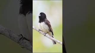 Yellow bellied seedeater singing shorts [upl. by Fitz795]