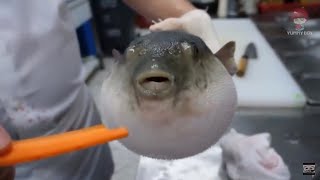 Pufferfish eats carrot full video [upl. by Narad]