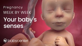 Your babys senses Pregnancy week by week [upl. by Ikcim]