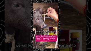 दूध पीने वाले मवेशी को Tapewormcow buffalo goat deworming albomar cattle goatfarming shorts [upl. by Rialcnis]