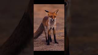 लोमड़ी  Fox  🦊 shorts animals fox jungel cute trending [upl. by Jea380]