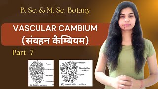 VASCULAR CAMBIUM संवहन कैम्बियम  B Sc amp M Sc Botany [upl. by Mallen]