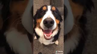 BERNESE MOUNTAIN DOG 101 UNDER 60 SECONDS [upl. by Lampert]