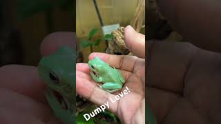 Dumpy frogs are the best reptile amphibian whitetreefrog frog [upl. by Rawden195]