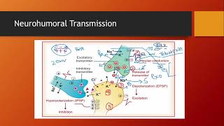 Neurohumoral Transmission in ANS And CNS [upl. by Manly]