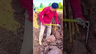 The process of digging dioscorea root Good tools and machinery can increase work efficiency [upl. by Nodmac215]