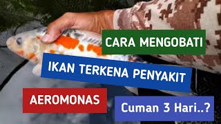 Cara mengobati ikan koi sakit aeromonas dengan mudah [upl. by Loginov966]