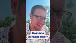 What its like to Have a Bernedoodle berniedoodle dogs funnydog doodle [upl. by Syla]