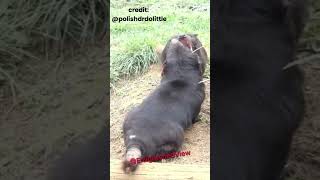 The Terrifying Calls of the Tasmanian Devil  Joe Rogan [upl. by Rettuc]