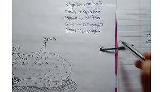 classification of Euspongiacomments of Eusponjiya [upl. by Jaimie]