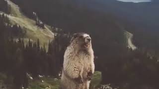 Screaming Marmot [upl. by Edlitam]