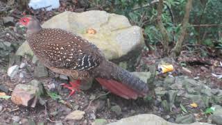 Swinhoes Pheasant Lophura swinhoii female  Dasyueshan National Forest Taiwan [upl. by Annad]