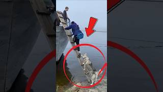 Siberian Husky Struggling to Board the Boat [upl. by Mortensen]