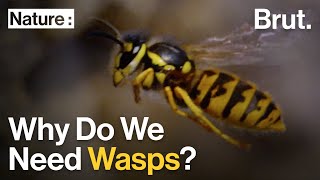 Why Wasps are More Important Than You Think [upl. by Enihpets]