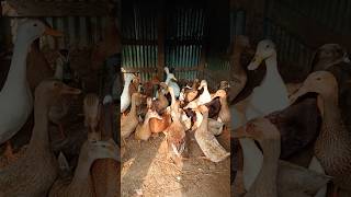 আমার হাঁসের মিনি খামার daily dailyvlog firm village villaglife duck [upl. by Notsud]