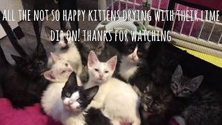 How to do a lime sulfur dip on 10 kittens [upl. by Venditti]