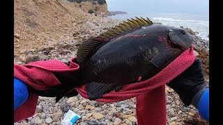 Shallow Water Filled with BIG Fish at Palos Verdes [upl. by Ettevy]