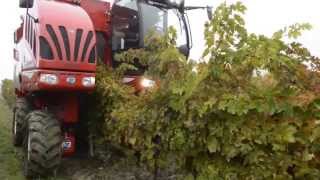 Bargam Grape and Olive Harvester VTrack TRS 30  Vendemmiatrice Bargam [upl. by Nordek]