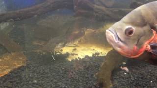 Monster Fish Monster Appetite 600 Gallon Tank Feeding [upl. by Sheffie425]