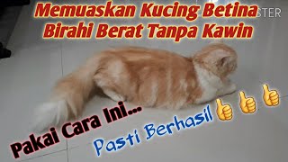 MENGATASI KUCING BETINA BIRAHI TANPA DIKAWINKAN  cara memuaskan kucing betina birahi [upl. by Xella]