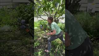 How to prune an overgrown tree [upl. by Cliffes675]