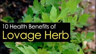 10 Best Lovage Herb Health Benefits [upl. by Ahsaele]