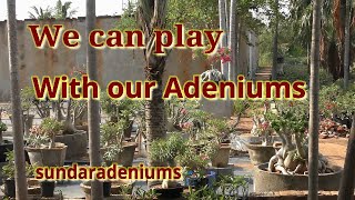 We can play with our Adeniums [upl. by Bunny]