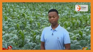 KENYAS GOLD  24YearOld University Student Going Big on Cabbage Farming [upl. by Neros271]