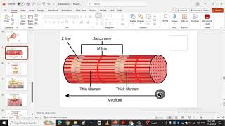 skeletal muscle contraction muscle [upl. by Nwahsem743]