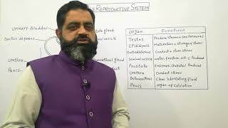 Human Male Reproductive system Urdu Hindi medium profmasoodfuzail Male reproductive organs [upl. by Peters43]