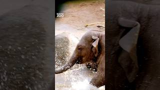 Elephant herd enjoying the spring rain at Melbourne Zoo melbournezoo zoo elephant [upl. by Leima181]