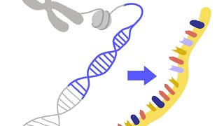 ¿Qué es la TRANSCRIPCIÓN DEL ARN [upl. by Caasi]