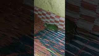 turtle chota sa baby Toto sweet turtle [upl. by Masuh]