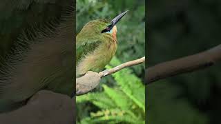 栗喉蜂虎Bluetailed BeeeaterTaipei Zoo [upl. by Ardnoel968]