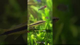 Some Interesting Facts about  Zebra Fish 🐟 shorts fishfacts [upl. by Nere]