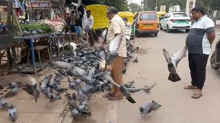 Racer pigeon 1000😱😱😱😱kilo miter se wapas aajata haiviralvideo [upl. by Anomahs575]