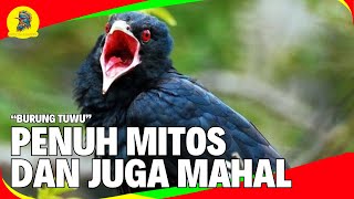 Burung Tuwu Burung Penuh Mitos dan Berharga Tinggi [upl. by Raychel202]