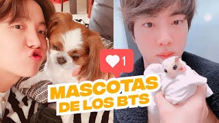 Conoce a las Mascotas de los Integrantes de BTS [upl. by Yajet]