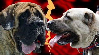 Kangal Shepherd Dog vs English Mastiff Fight  Who is more Stronger [upl. by Elliott]